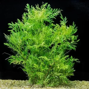 Water Wisteria Live Aquarium Plant – 5-7 Stems – Freshwater Aquatic Plant - Image 1
