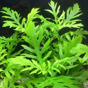 Water Wisteria Live Aquarium Plant – 5-7 Stems – Freshwater Aquatic Plant - Image 5