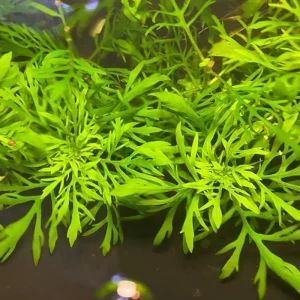 Water Wisteria Live Aquarium Plant – 5-7 Stems – Freshwater Aquatic Plant - Image 6