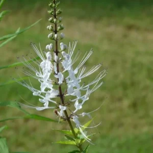 White Cat Whiskers Live Plant Starter - 2 Pack, 4-6