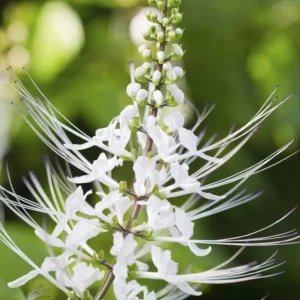 White Cat Whiskers Live Plant Starter - 2 Pack, 4-6