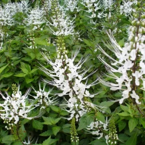 White Cat Whiskers Live Plant Starter - 2 Pack, 4-6