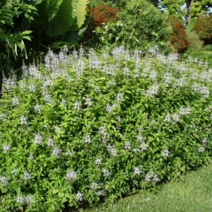 White Cat Whiskers Live Plant Starter - 2 Pack, 4-6