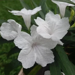 White Ruellia Live Plant – Set of 3 Starter Plants – 3-6