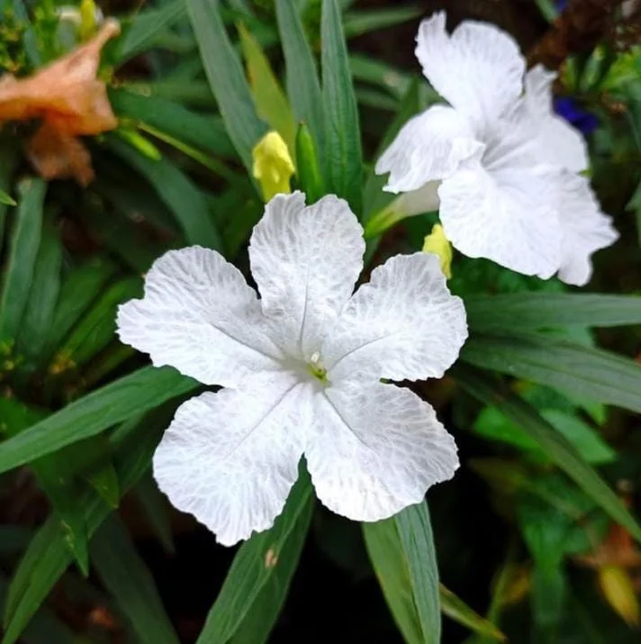 White Ruellia Live Plant – Set of 3 Starter Plants – 3-6" Tall – Outdoor Perennial - Image 1