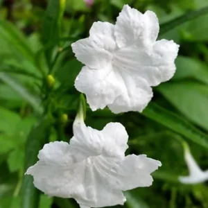 White Ruellia Live Plant – Set of 3 Starter Plants – 3-6