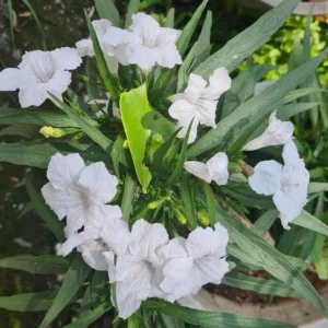 White Ruellia Live Plant – Set of 3 Starter Plants – 3-6