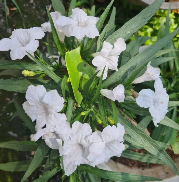 White Ruellia Live Plant – Set of 3 Starter Plants – 3-6" Tall – Outdoor Perennial - Image 5