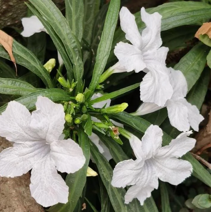 White Ruellia Live Plant – Set of 3 Starter Plants – 3-6" Tall – Outdoor Perennial - Image 6