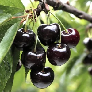 Wild Black Cherry Tree Live Plant - 2 Count, 12-18" Tall, Sweet Fruit, Dormant Bareroot - Image 2