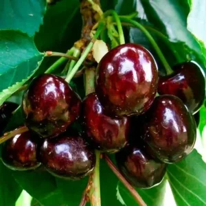 Wild Black Cherry Tree Live Plant - 2 Count, 12-18