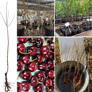 Wild Black Cherry Tree Live Plant - 2 Count, 12-18