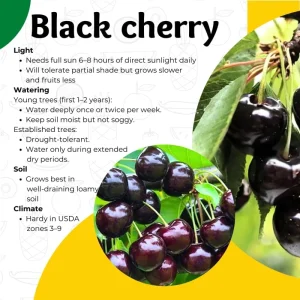 Wild Black Cherry Tree Live Plant - 2 Count, 12-18