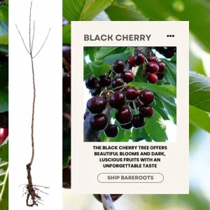 Wild Black Cherry Tree Live Plant - 2 Count, 12-18