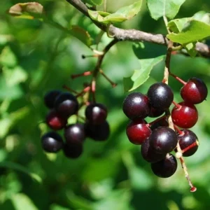 Wild Black Cherry Tree Live Plant - 2 Count, 12-18