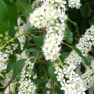 Wild Black Cherry Tree Live Plant - 2 Count, 12-18