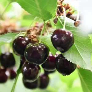 Wild Black Cherry Tree Live Plant - 2 Count, 12-18