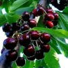 Wild Black Cherry Tree Live Plant - 2 Count, 12-18" Tall, Sweet Fruit, Dormant Bareroot - Image 1