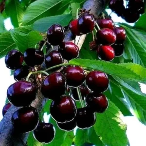 Wild Black Cherry Tree Live Plant - 2 Count, 12-18" Tall, Sweet Fruit, Dormant Bareroot - Image 1