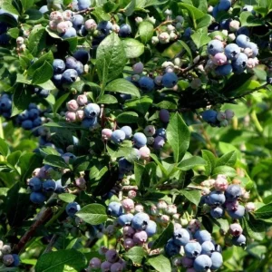 Windsor Blueberry Bush – Southern Highbush Live Starter Plant 4-6