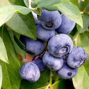 Windsor Blueberry Bush – Southern Highbush Live Starter Plant 4-6