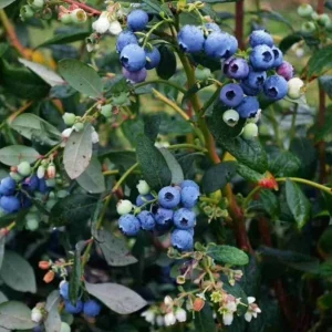 Windsor Blueberry Bush – Southern Highbush Live Starter Plant 4-6
