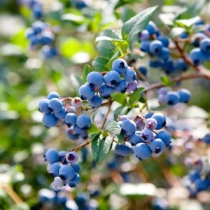 Windsor Blueberry Bush – Southern Highbush Live Starter Plant 4-6