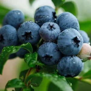 Windsor Blueberry Bush – Southern Highbush Live Starter Plant 4-6