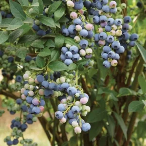 Windsor Blueberry Bush – Southern Highbush Live Starter Plant 4-6