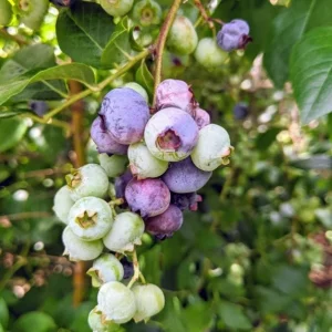 Windsor Blueberry Live Plants - Southern Highbush, Vaccinium Corymbosum - Set of 2, 4-6