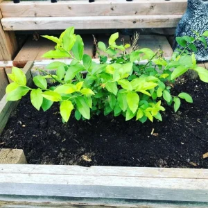 Windsor Blueberry Live Plants - Southern Highbush, Vaccinium Corymbosum - Set of 2, 4-6