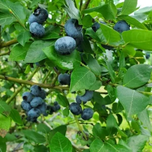 Windsor Blueberry Live Plants - Southern Highbush, Vaccinium Corymbosum - Set of 2, 4-6