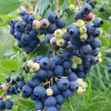 Windsor Blueberry Live Plants - Southern Highbush, Vaccinium Corymbosum - Set of 2, 4-6" Tall Bare Root for Outdoor Garden - Image 1