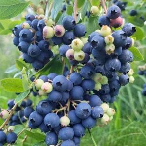 Windsor Blueberry Live Plants - Southern Highbush, Vaccinium Corymbosum - Set of 2, 4-6