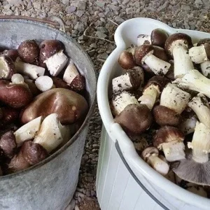 Wine Cap Mushroom Spores/Mycelium - On Dry Inert Seeds for Home Cultivation - Image 4