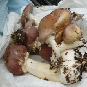 Wine Cap Mushroom Spores/Mycelium - On Dry Inert Seeds for Home Cultivation - Image 5