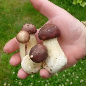 Wine Cap Mushroom Spores/Mycelium - On Dry Inert Seeds for Home Cultivation - Image 9