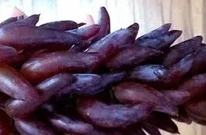 Witch Finger Grape Vine Cuttings - 3 Live Vines - Edible, Climbing - Image 2