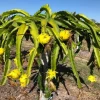 Yellow Dragon Fruit Live Plant - 3-6" Tall Fruiting Cactus Starter - Image 1