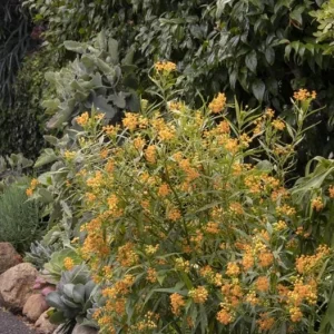 Yellow Milkweed Live Plants - Set of 2, 3-6