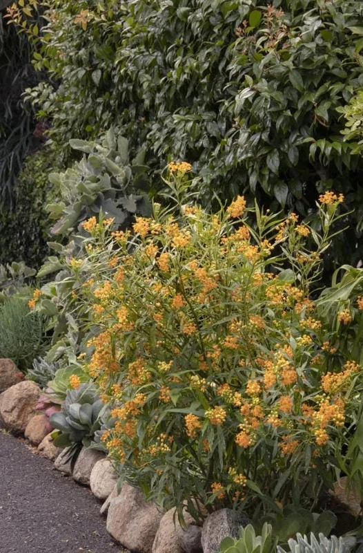 Yellow Milkweed Live Plants - Set of 2, 3-6" Tall, Asclepias perennis, Outdoor Pollinator Flower - Image 10