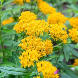 Yellow Milkweed Live Plants - Set of 2, 3-6" Tall, Asclepias perennis, Outdoor Pollinator Flower - Image 2