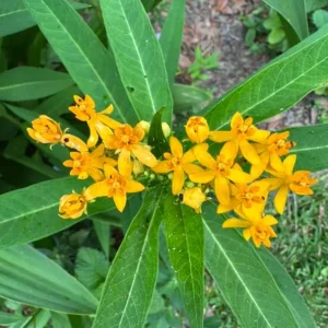 Yellow Milkweed Live Plants - Set of 2, 3-6