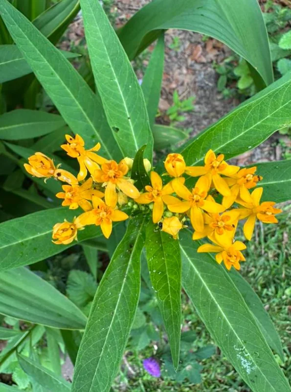 Yellow Milkweed Live Plants - Set of 2, 3-6" Tall, Asclepias perennis, Outdoor Pollinator Flower - Image 3