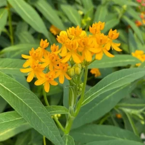 Yellow Milkweed Live Plants - Set of 2, 3-6