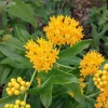 Yellow Milkweed Live Plants - Set of 2, 3-6" Tall, Asclepias perennis, Outdoor Pollinator Flower - Image 1