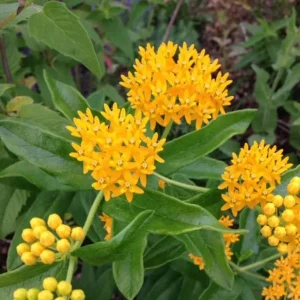 Yellow Milkweed Live Plants - Set of 2, 3-6" Tall, Asclepias perennis, Outdoor Pollinator Flower - Image 1