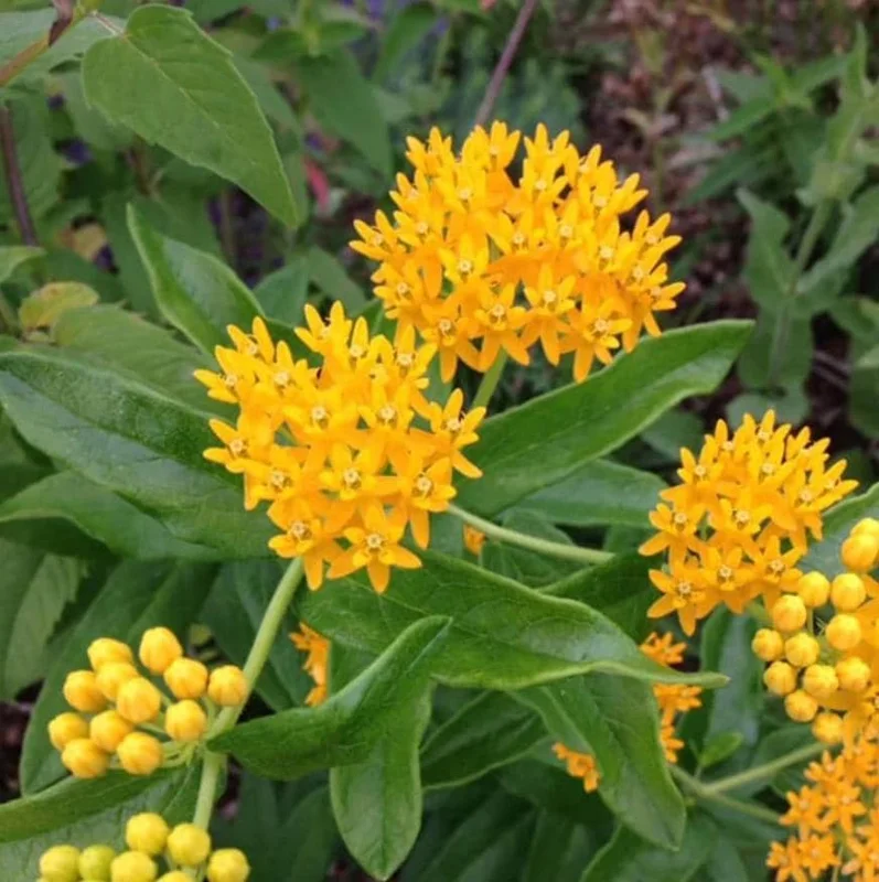 Yellow Milkweed Live Plants - Set of 2, 3-6" Tall, Asclepias perennis, Outdoor Pollinator Flower - Image 1