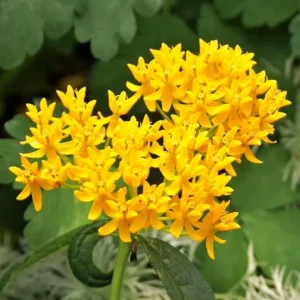Yellow Milkweed Live Plants - Set of 2, 3-6