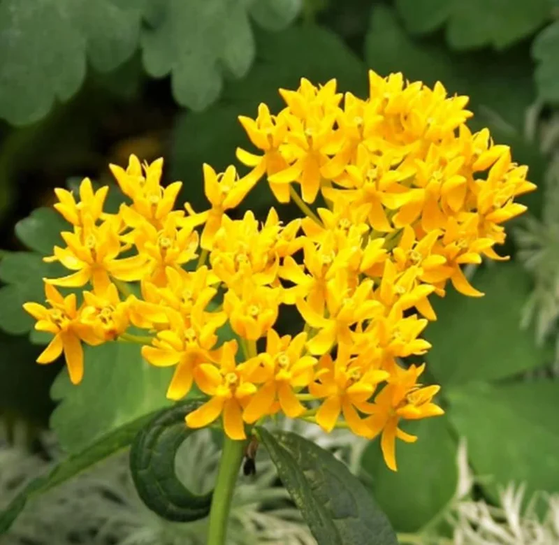 Yellow Milkweed Live Plants - Set of 2, 3-6" Tall, Asclepias perennis, Outdoor Pollinator Flower - Image 5